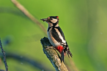 great spotted woodpecker, dendrocopos major