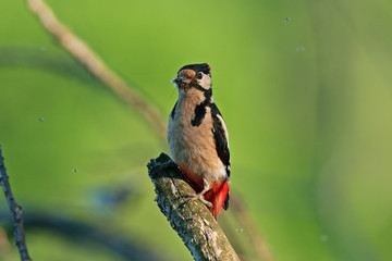 great spotted woodpecker, dendrocopos major