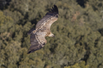 Griffon Vulture, in flight, Monfrague National Park, Extremadura, Spain.