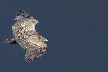 Griffon Vulture, in flight, Monfrague National Park, Extremadura, Spain.