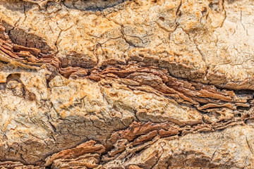 Palm tree trunk detail