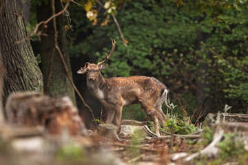 fallow deer, dama dama