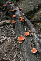 Toad Stool - Mt Misen, Miyajima, Japan