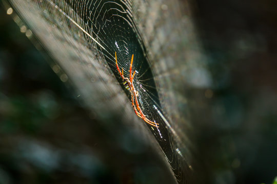Spiders(Argiope versicolor)-Spiders on webs.