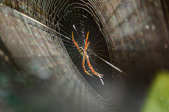 Spiders(Argiope versicolor)-Spiders on webs.
