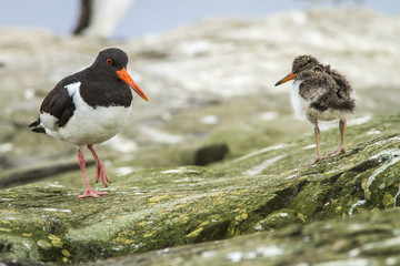 Eurasian Oystercatcher, adult and chick, Farne Islands, United Kingdom.