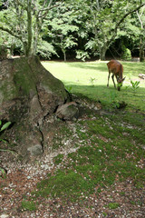Mt Misen, Miyajima, Japan