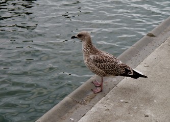 Möwe an der Hafenmole