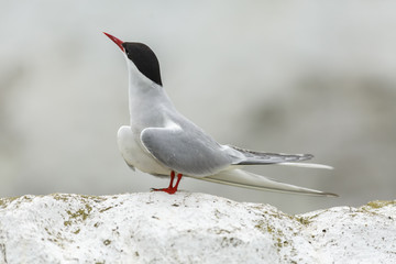 Arctic Tern, adult on island floor, Farne Islands, United Kingdom.
