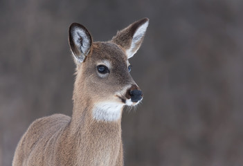 White-tailed doe closeup in winter in Ottawa, Canada