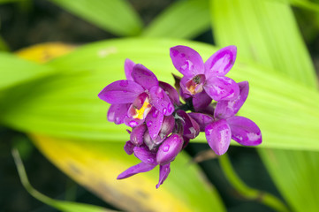 Pink orchid on natural green background