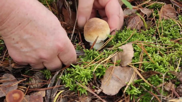 Gatherer of mushrooms found and cut a small mushroom