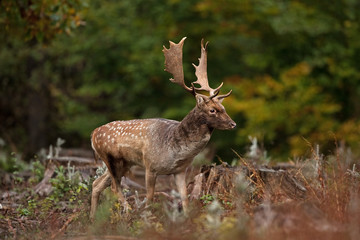 fallow deer, dama dama