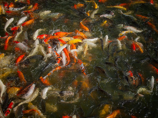Among the Koi fish