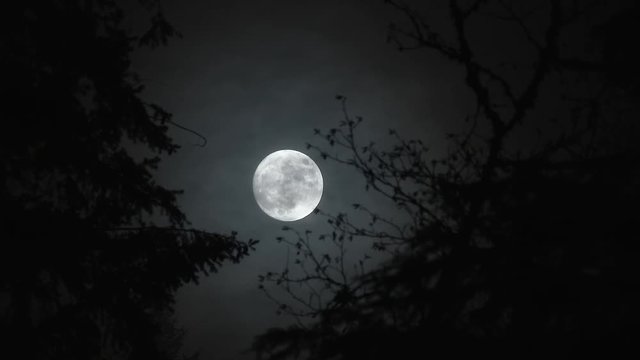 Real time night scenic with clouds passing full moon as it rises between two trees in forest.