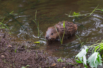 North American Beaver Kit (Castor canadensis) Climbs Out of Pond