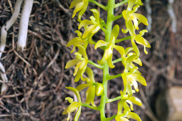 Small and delicate green orchid