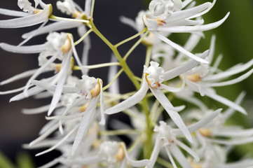 White orchid on dark green background