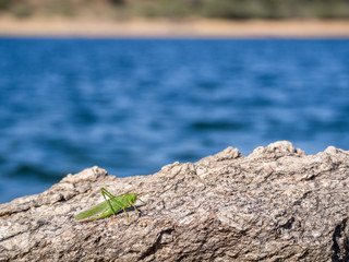 Fototapeta na wymiar Green grasshopper over a rock