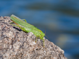 Green grasshopper over a rock