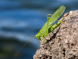 Green grasshopper over a rock