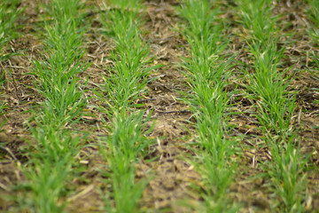 Spring winter wheat field
