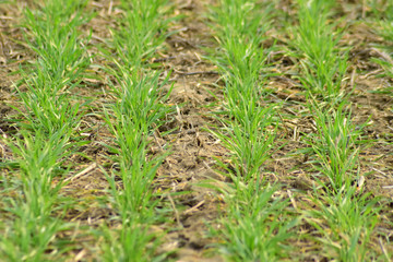 Spring winter wheat field