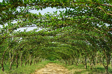 mulberry tree in organic farm