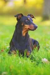 Black and tan German Pinscher dog lying outdoors in a green grass in autumn