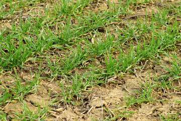 Spring winter wheat field