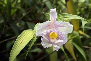 Orchid in yellowish pink tones on green background
