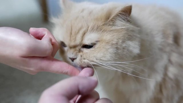 People feeding hairball paste for cat on finger