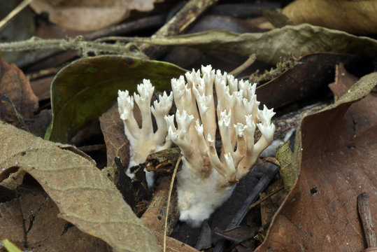 White fungus in the middle of the dry leaves