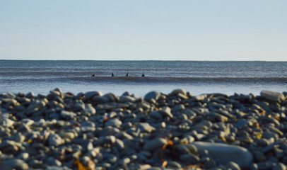 group of surfers waiting for cold waves on a sunny day with bohk