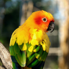 sun conure, beautiful yellow parrot bird