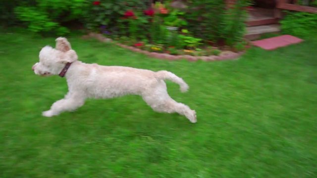White labradoodle running grass. Playful dog on garden backyard. Happy labradoodle playing. Cheerful dog running away. White dog catch stick. Funny pet running on lawn. Happy animal playing on grass
