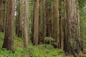 Closeup of a grove of coast redwoods (Sequoia sempervirens) These evergreen conifers are the tallest on earth, and grow in coastal Oregon and California.