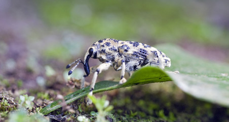 Snout beetle on leaf on the forest floor