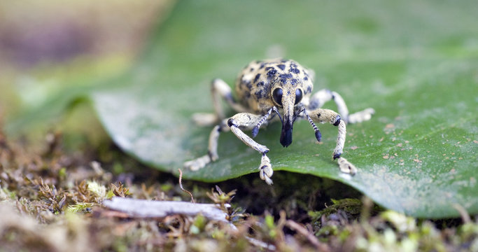 Snout beetle on leaf on the forest floor