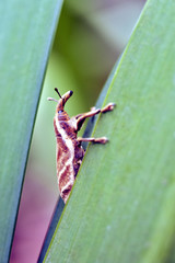 Snout beetle on leaf on the forest floor