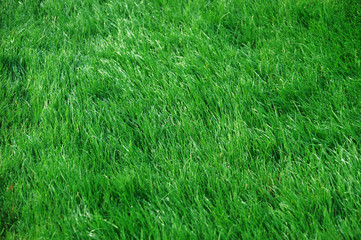 real green grass background