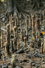 Mangrove - Iriomote Jima Island, Okinawa, Japan