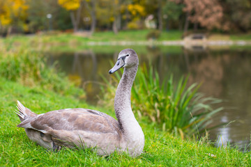 Swan lying on a green meadow in the Park.