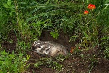 Naklejka premium North American Badger (Taxidea taxus) Flattens Himself in Den