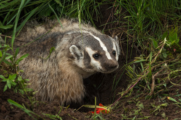 North American Badger (Taxidea taxus) Stands In Den to Right