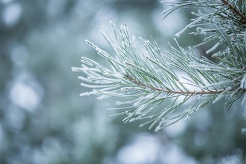 Pine tree twigs in winter