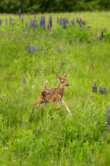 White-Tailed Deer Fawn (Odocoileus virginianus) Jumps Right