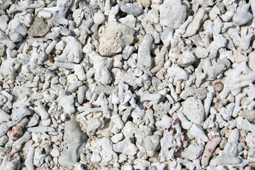 Coral - Nagannu Island , Okinawa, South Japan