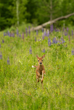 Fototapeta White-Tail Deer Fawn (Odocoileus virginianus) Bounds Through Grass
