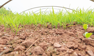 green rice seedling